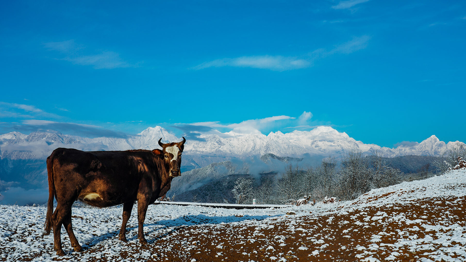  雪山牧場(chǎng)